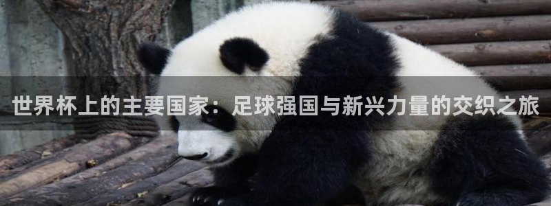 男足世界杯预选赛赛程:世界杯上的主要国家:足球强国与新兴力量的交织之旅